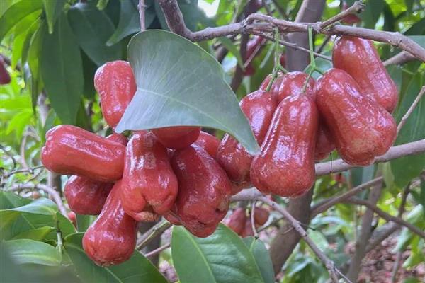 莲雾的形态特征，株高可达12m