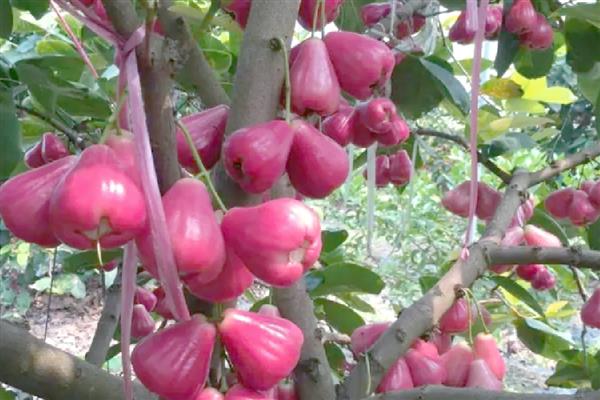 莲雾的形态特征，株高可达12m