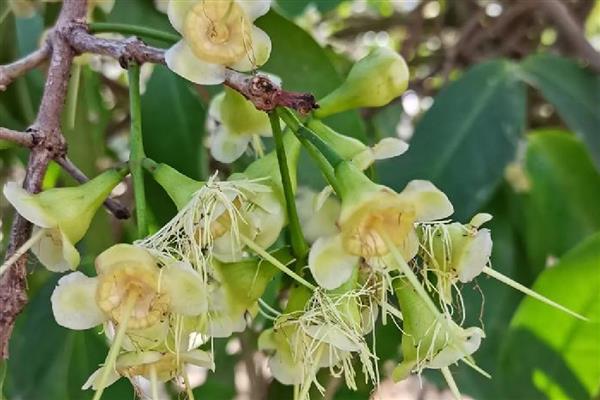 莲雾的形态特征，株高可达12m