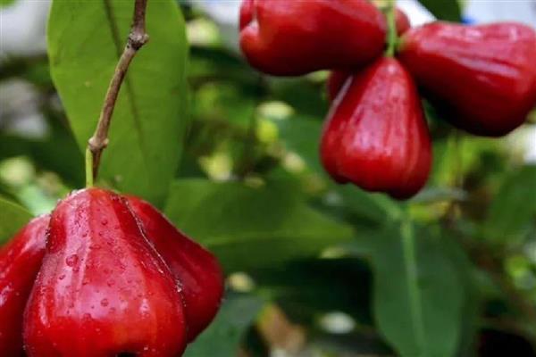 莲雾的形态特征，株高可达12m