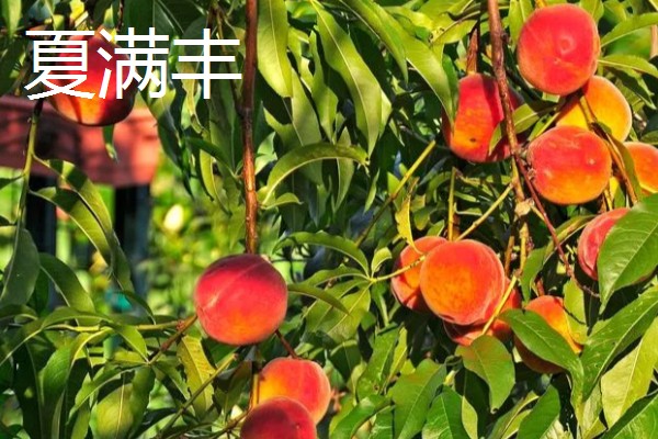 哪些桃树品种比较火，推荐夏满丰、中蟠19等
