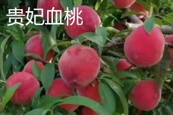 哪些桃树品种比较火，推荐夏满丰、中蟠19等