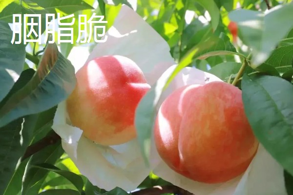 哪些桃树品种比较火，推荐夏满丰、中蟠19等