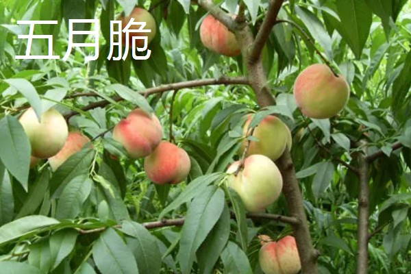 哪些桃树品种比较火，推荐夏满丰、中蟠19等