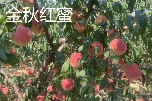 哪些桃树品种比较火，推荐夏满丰、中蟠19等