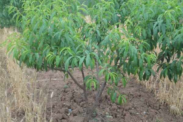 哪些桃树品种比较火，推荐夏满丰、中蟠19等