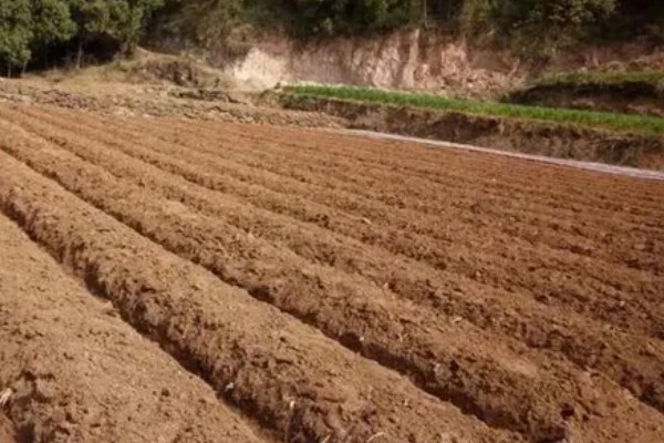葫芦的种植方法,播种前将种子浸泡在45℃的温水中