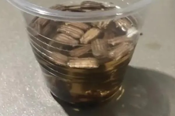 葫芦的种植方法,播种前将种子浸泡在45℃的温水中