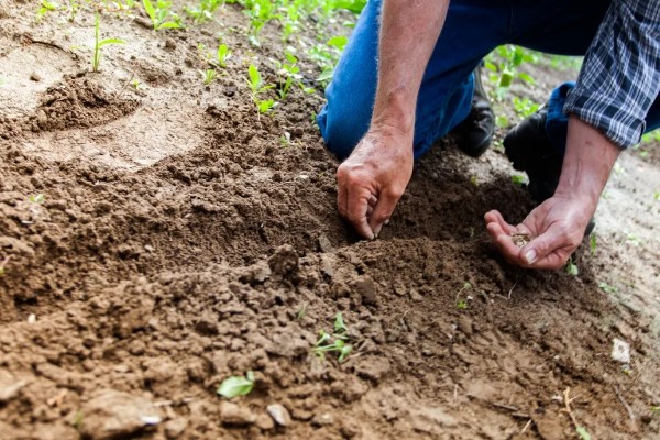 葫芦的种植方法,播种前将种子浸泡在45℃的温水中