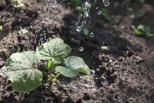 葫芦的种植方法,播种前将种子浸泡在45℃的温水中