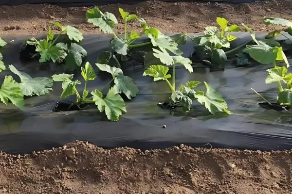 葫芦的种植方法,播种前将种子浸泡在45℃的温水中
