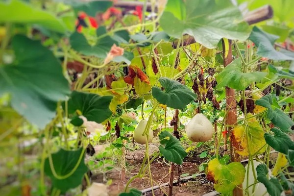 葫芦的种植方法,播种前将种子浸泡在45℃的温水中