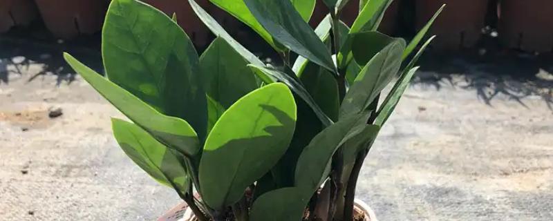 摇钱树叶子枯萎了如何补救,放置到光照充足的地方养护