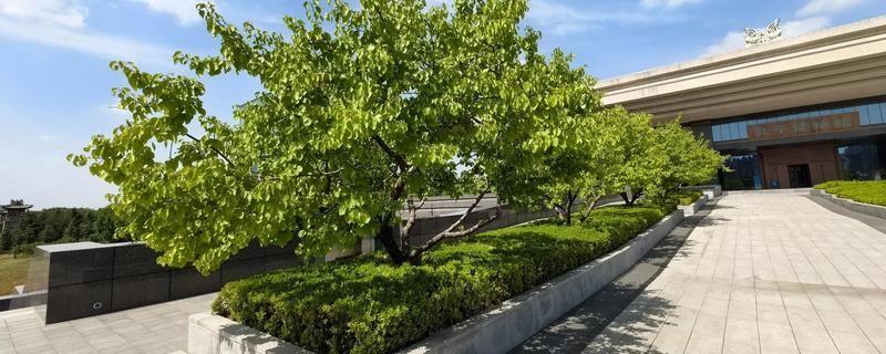 乔木有什么作用，可以保护生态环境