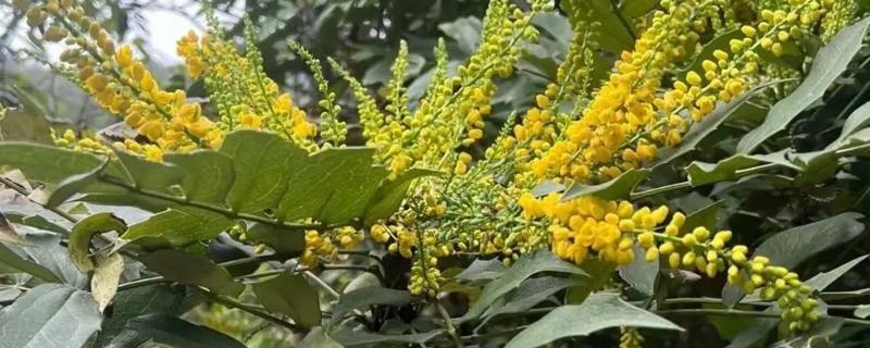 十大功劳有什么花语，代表典雅美丽、坚韧顽强等含义