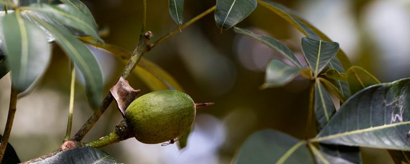 瓜栗的果实能吃吗,是可以吃的