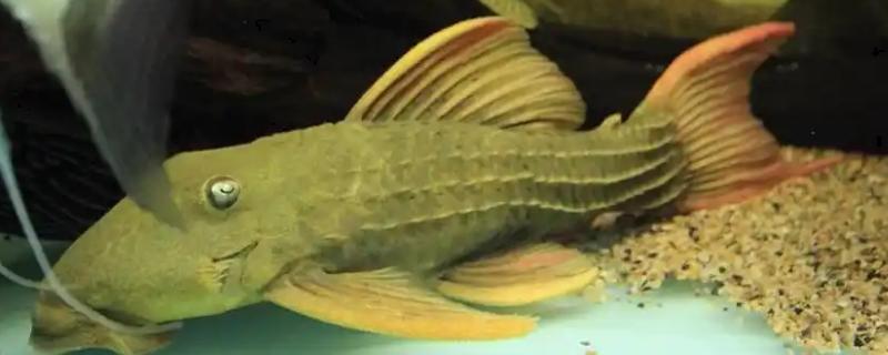 L24绿裳红剑尾的生长速度，有时3个月只能长2cm左右