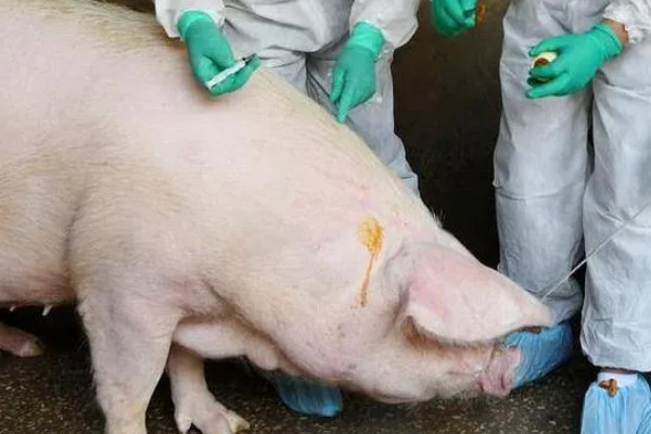 猪流感的病因,一种是自身发的一种是感染的