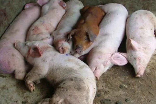 猪流感的病因,一种是自身发的一种是感染的