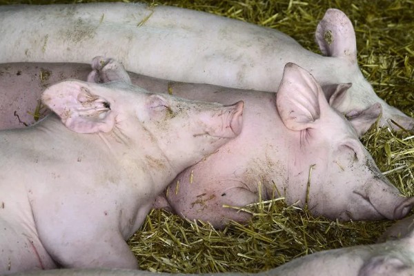 猪流感的病因,一种是自身发的一种是感染的