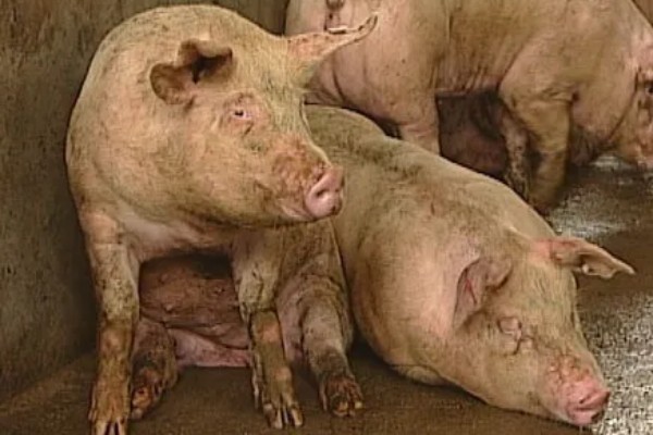 猪流感的病因,一种是自身发的一种是感染的