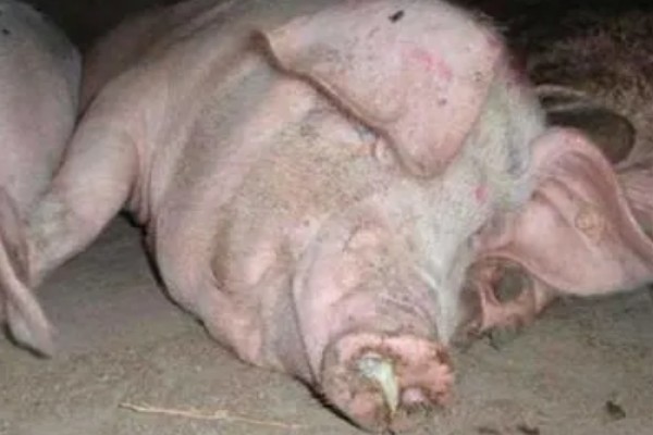 猪流感的病因,一种是自身发的一种是感染的