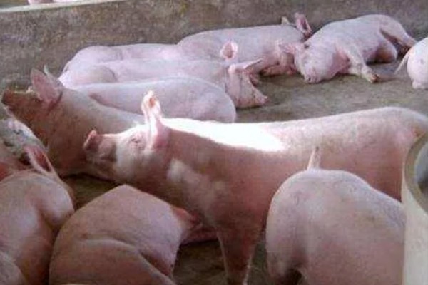 猪流感的病因,一种是自身发的一种是感染的