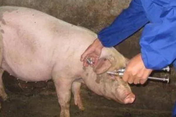 猪流感的病因,一种是自身发的一种是感染的