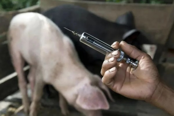 猪流感的病因,一种是自身发的一种是感染的