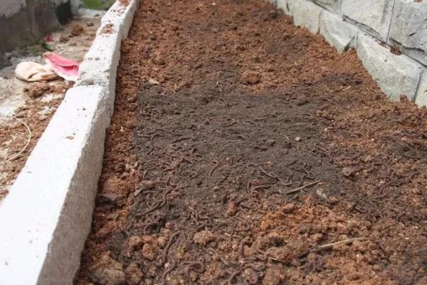 蚯蚓怎么养殖,将温度控制在10-30℃