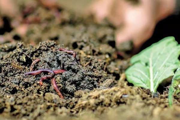 蚯蚓怎么养殖,将温度控制在10-30℃