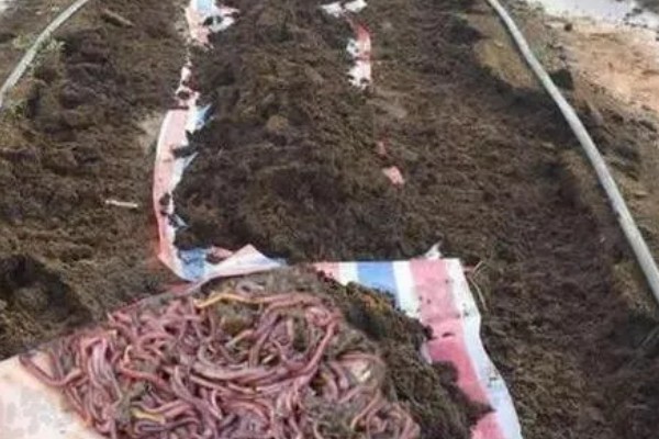 蚯蚓怎么养殖,将温度控制在10-30℃