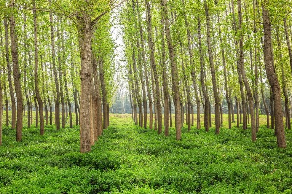 杨树分不分公母,杨树分公母