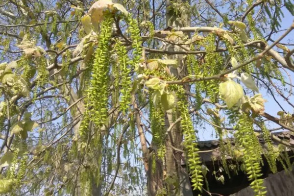 杨树分不分公母,杨树分公母