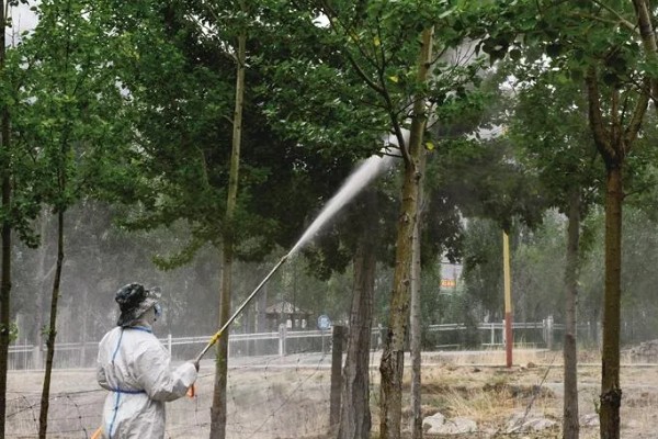 杨树分不分公母,杨树分公母