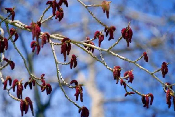 杨树分不分公母,杨树分公母