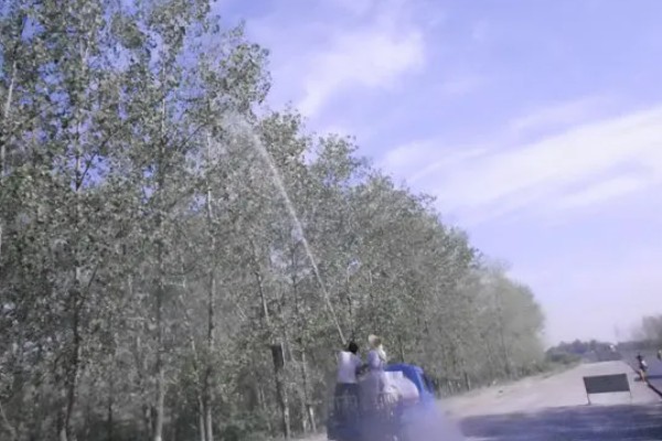 杨树分不分公母,杨树分公母