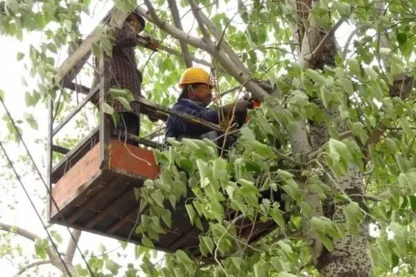 杨树分不分公母,杨树分公母