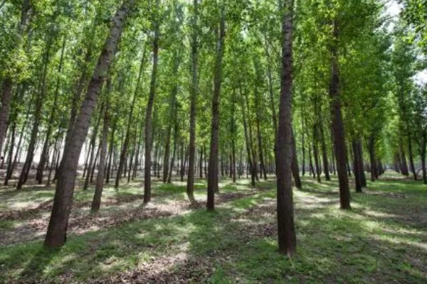 杨树分不分公母,杨树分公母