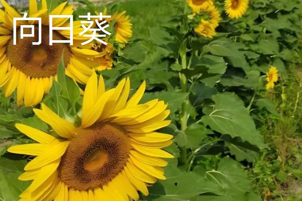 哪些植物喜欢阳光暴晒,常见向日葵、太阳花等品种