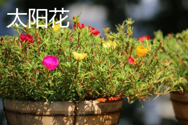 哪些植物喜欢阳光暴晒,常见向日葵、太阳花等品种