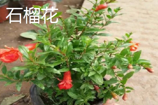 哪些植物喜欢阳光暴晒,常见向日葵、太阳花等品种