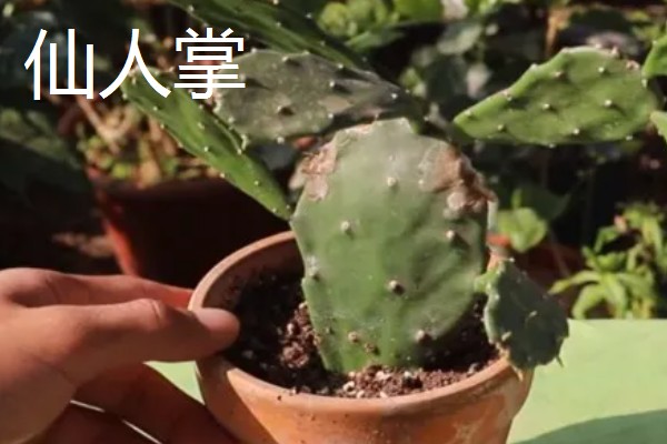 哪些植物喜欢阳光暴晒,常见向日葵、太阳花等品种