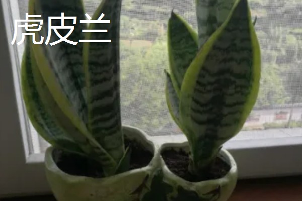 哪些植物喜欢阳光暴晒,常见向日葵、太阳花等品种