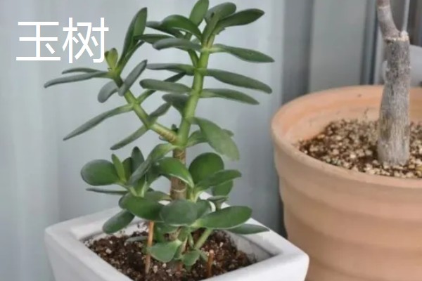 哪些植物喜欢阳光暴晒,常见向日葵、太阳花等品种