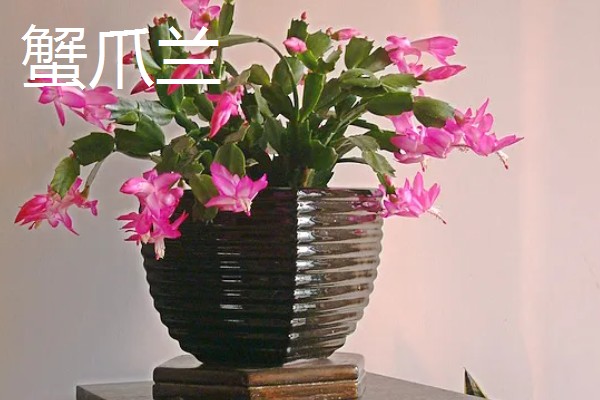 哪些植物喜欢阳光暴晒,常见向日葵、太阳花等品种