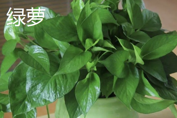 哪些植物喜欢阳光暴晒,常见向日葵、太阳花等品种