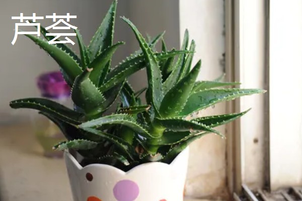 哪些植物喜欢阳光暴晒,常见向日葵、太阳花等品种