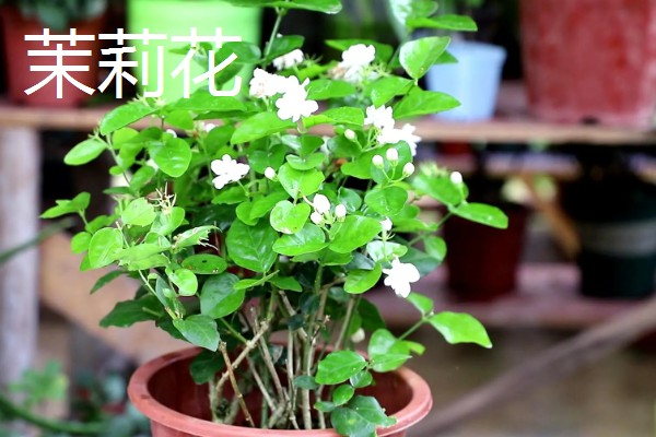 哪些植物喜欢阳光暴晒,常见向日葵、太阳花等品种