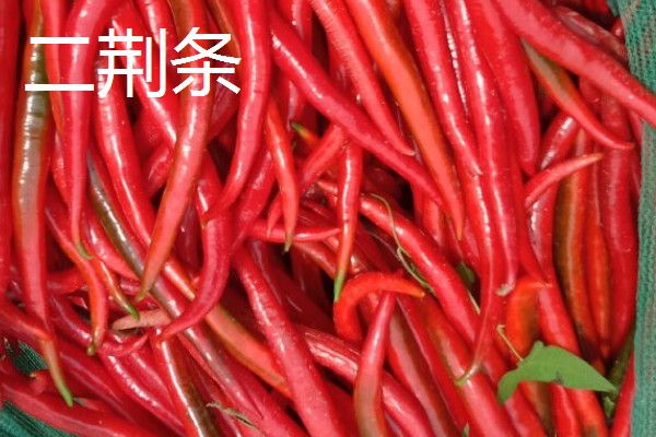 灯笼椒与二荆条有什么区别,外观、口感、食用方法都不同